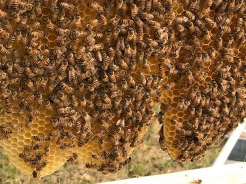 Image 0 - Eine Teamarbeit: Bienen Image 0 - Eine Teamarbeit: Bienen